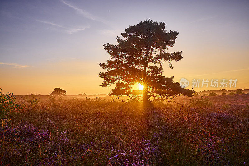 Veluwe Zuiderheide公园石南地里的一棵树，荷兰。荷兰